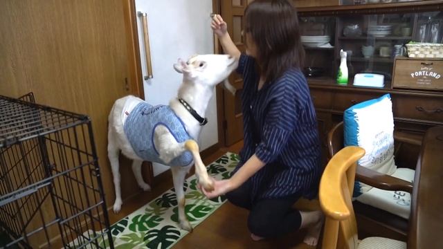3 rarest pets in Japan / 2 meter alligator, goat and tortoise