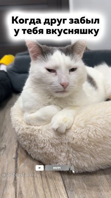 Забыл вкусняшку #кототерапия#кошечки#приколыкоты#котыприколы#astenfamily#котик
