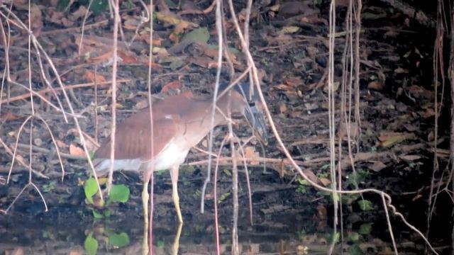 28.9.13 Savacou huppé (Cochlearius c. cochlearius, Boat-billed Heron)
