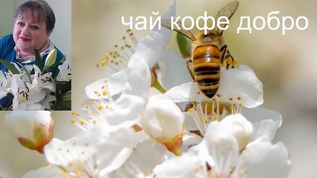 Стрим+Бот ,знакомство общение