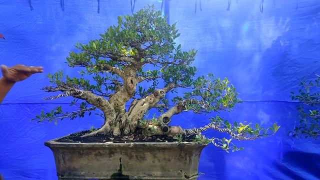 Setting Finish Bonsai