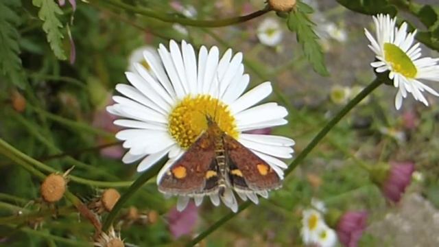 Mint Moth on Monday