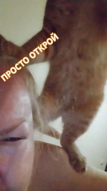 🔴ПРОСТО ОТКРОЙ🔴#кот #котики #питомцы #short #natal_ih