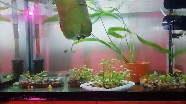 борьба с зеленой водой часть 2