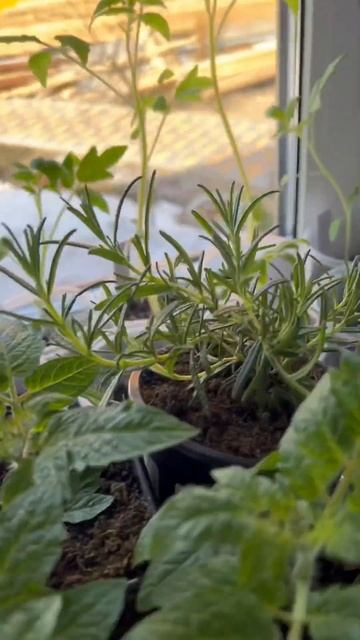 Рассада томатов 🌱 #рассада #толстаяножка #помидоры