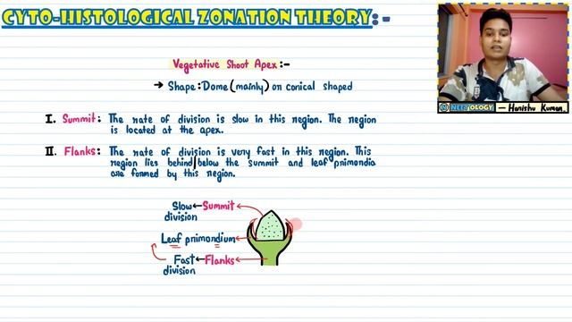 Anatomy of Flowering Plants| Lec 8- Cyto-Histological Zonation Theory| Class 11| NEET| Neetology