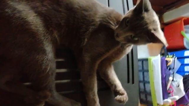Russian Blue Cat. Порода кошек Русская Голубая в Португалии 🇵🇹 @YouTube (4)