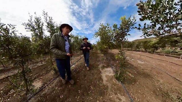Producción de Colorin  Texas mountain laurel Sophora secundiflora en vivero