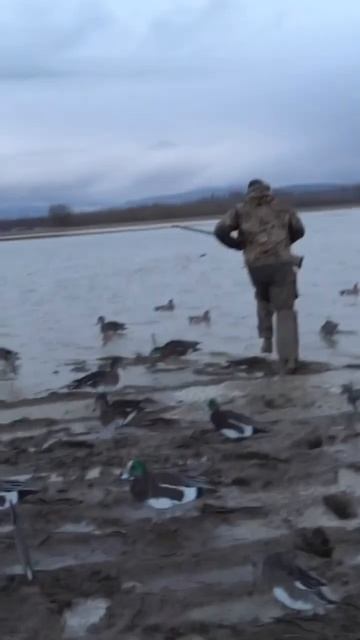 PNW wigeon hunt action! Plus a Euro! #divebombindustries #outdoors #sitkagear #sickforit