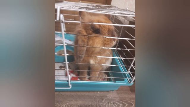 Котики,собака,кролик