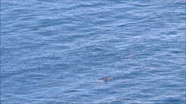 Golfinho-rotador - Spinner Dolphin - Stenella longirostris