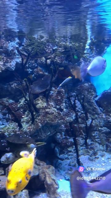 Oceanarium