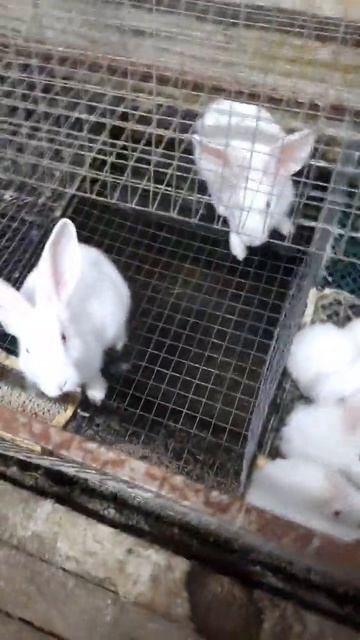 Маленький пушистики #кролики #rabbits #пушистики #ферма #маленькие #кошка #shortvideo