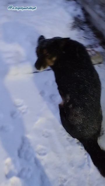 Пёс 🐕 Тихон встречает рабочих на работе