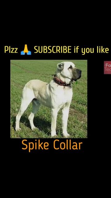Spike collar are attached to dog why #shorts #facttechz  #youtubeindia #factshort #trending