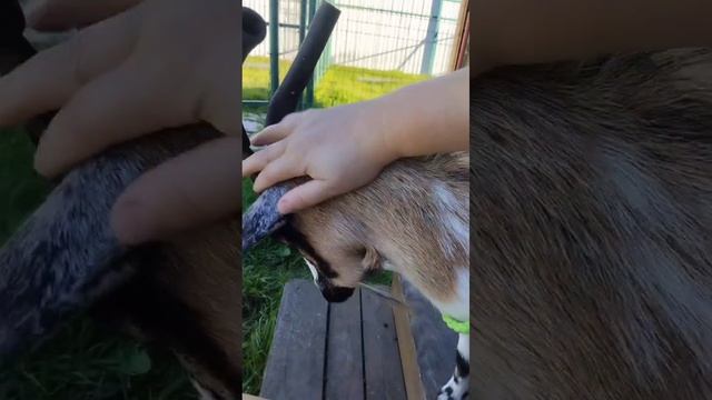 Питомник карликовых камерунских коз Белые Ночи