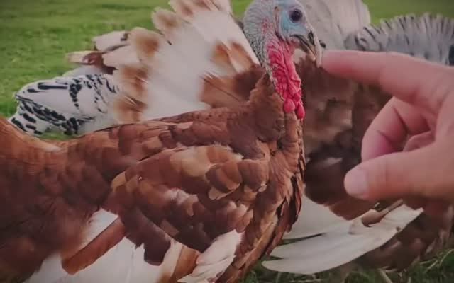 Разведение индюшек в Великобритании. Фермерские продукты.
