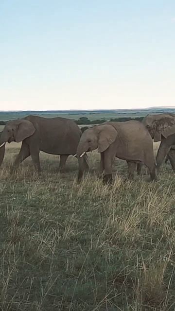 African Safari 4K - Scenic Wildlife Film With African Music