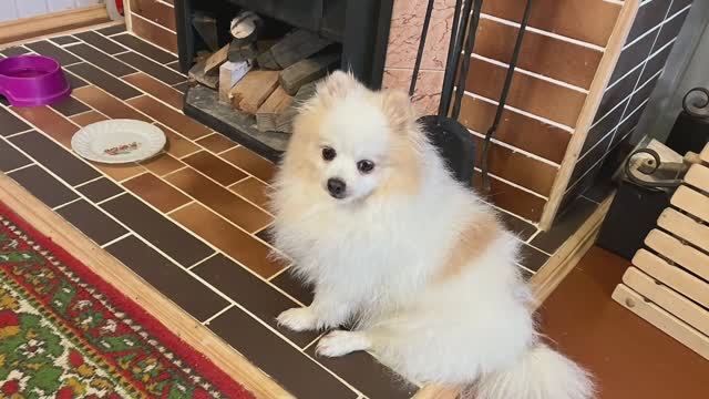 Ох уж эти животные!!!!