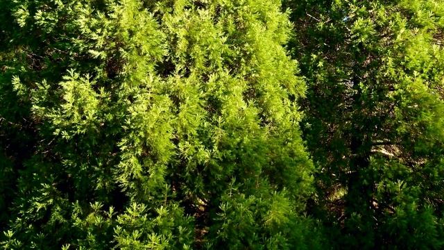 VanDusen Botanical Garden 世界十佳 范杜森植物园  制作：nick