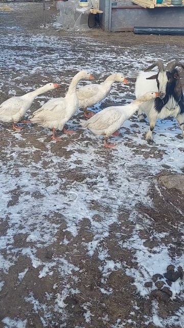 🐐 - Забери меня, они злые 🪿