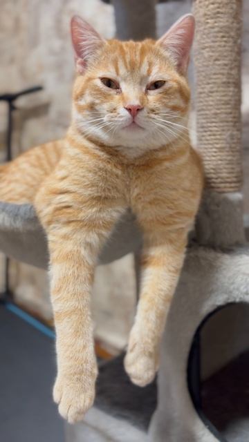 I Бублик отдыхает #животные #кот #котик #жизньзагородом #мило #cat #animals