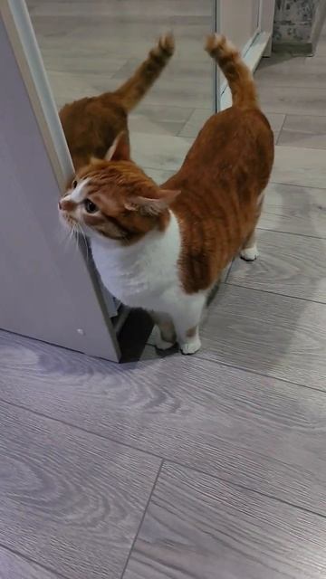 Кот трётся об шкаф