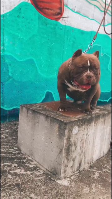 АМЕРИКАНСКИЙ БУЛЛИ [ Snikers 9,5 month] #bully #americanbully #shorts #американскийбулли