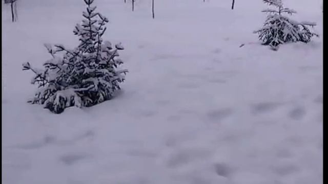 пушистый февраль