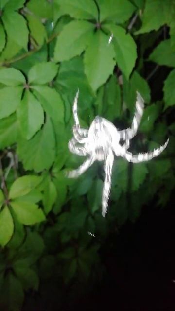 Паук (Жизнь и природа ночного охотника) полуостров Крым 2021 Spider (Life and nature) Crimea 2021