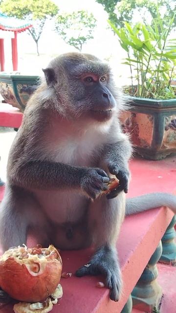 Kusu Island Singapore Southern Island 🏝️- 26 Jan 24 - Boy Monkey 🐒 had a big tummy & eats greedily.