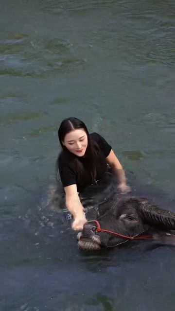 鬥牛 疯狂斗牛|bullfight ,crazy bullfight|đấu bò điên cuồng|adu banteng gila#乡村斗牛#斗牛#牛王争霸赛 #少数民族风情 #斗牛文化