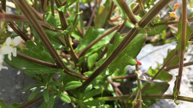 Echt lepelblad (Cochlearia officinalis subsp. officinalis) - 2017-04-27