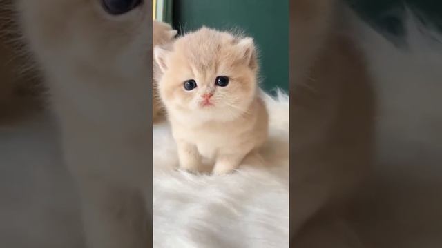 икающие котята