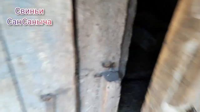 Свиньи и бройлеры в жаркую погоду. Спрей агита
