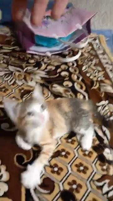 Котя
