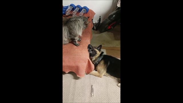 Овчарка. Собака. Кот. Мейн кун. Том и Кос