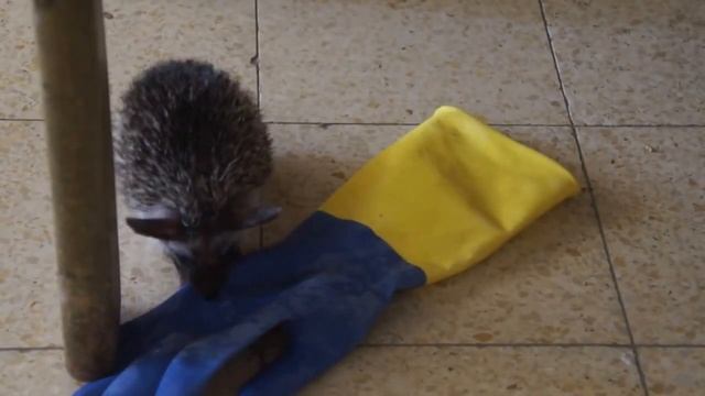 Ёжик Чудо и перчатка