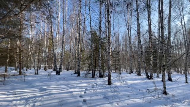 Сосновый участок ИЖС 70 соток в посёлке Бор на берегу Волги Нижегородской области (Сельская Маза)