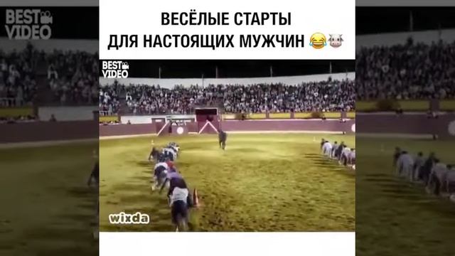 Бык лежачих не бьет