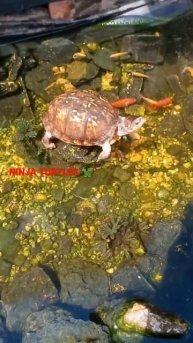 🐢MY NINJA TURTLES OUT CHILLIN' #boxturtle #ponds #ninjaturtles