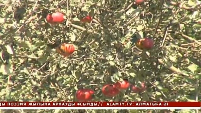 Алматы апорты қайта жаңғырмақ (22.01.16)