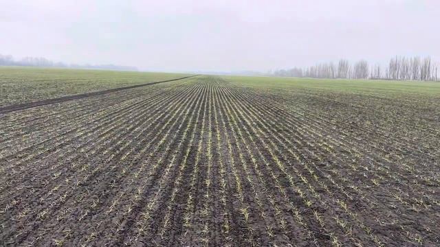 Озимая пшеница. Размножение. 03.02.2025