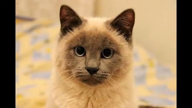 ЗАБАВНЫЕ КОТЯТА. Выпуск 13.