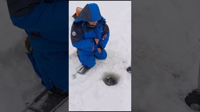 Судак на жерлицы