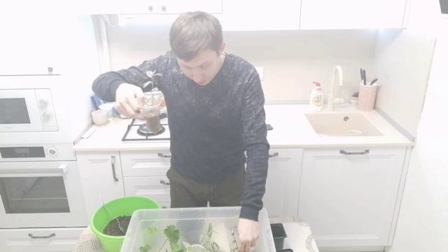 Пересаживаем традесканцию