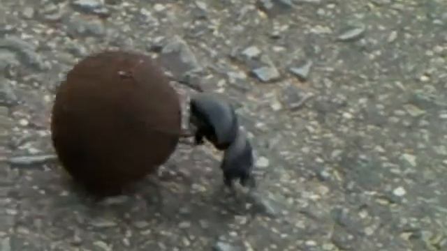 Dung beetle working 001