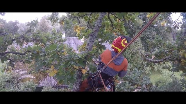 Обрезка старовозрастного дуба