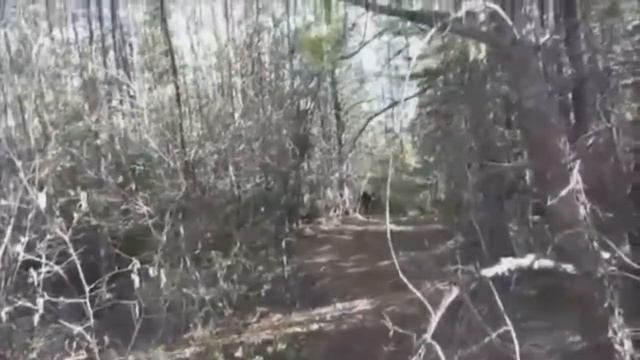 Смешной случай на охоте.