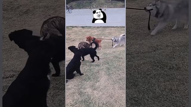 Сборник забавных и смешных видео о домашних животных – Эпизод 4